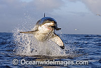 Great White Shark breaching Photo - Chris & Monique Fallows