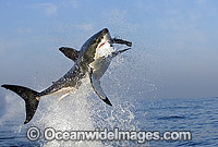 Great White Shark breaching Photo - Chris & Monique Fallows