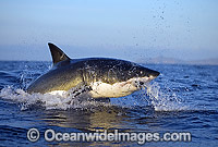 Great White Shark breaching Photo - Chris & Monique Fallows