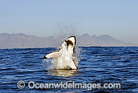 Great White Shark breaching Photo - Chris & Monique Fallows
