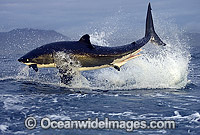 Great White Shark breaching Photo - Chris & Monique Fallows