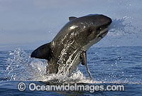 Great White Shark breaching Photo - Chris & Monique Fallows