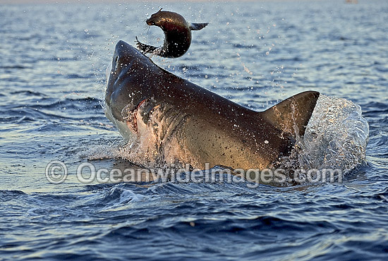 Great White Shark breaching Cape Fur Seal photo Great White Shark breaching Cape Fur Seal photo