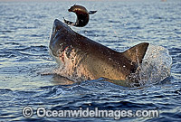 Great White Shark breaching Cape Fur Seal Photo - Chris & Monique Fallows