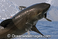 Great White Shark breaching Photo - Chris & Monique Fallows