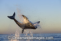Great White Shark breaching Photo - Chris & Monique Fallows