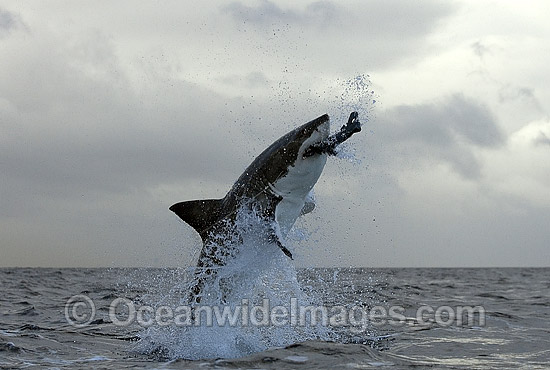 Great White Shark breaching photo Great White Shark breaching photo