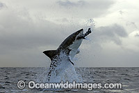 Great White Shark breaching Photo - Chris & Monique Fallows