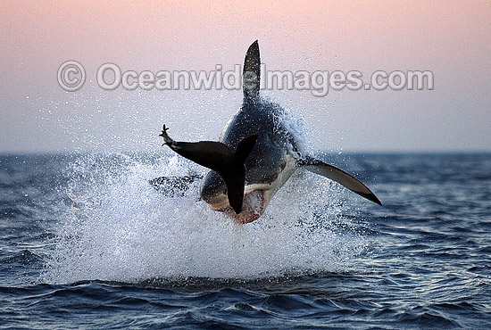 Great White Shark breaching on Seal photo Great White Shark breaching on Seal photo