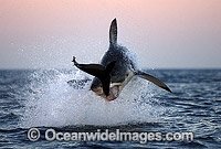 Great White Shark breaching on Seal Photo - Chris & Monique Fallows