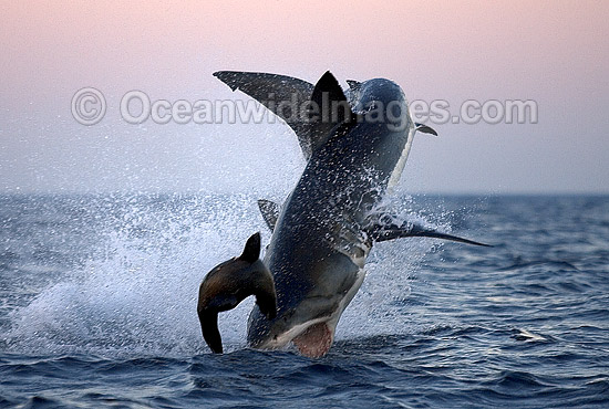 Great White Shark breaching on Seal photo