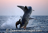 Great White Shark breaching on Seal Photo - Chris & Monique Fallows