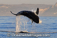 Great White Shark breaching Cape Fur Seal Photo - Chris & Monique Fallows