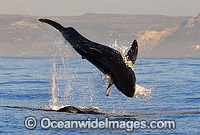 Great White Shark breaching on Seal Photo - Chris & Monique Fallows