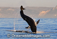 Great White Shark breaching Cape Fur Seal Photo - Chris & Monique Fallows