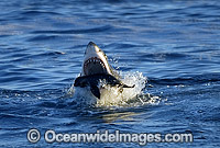 Great White Shark breaching on Seal Photo - Chris & Monique Fallows