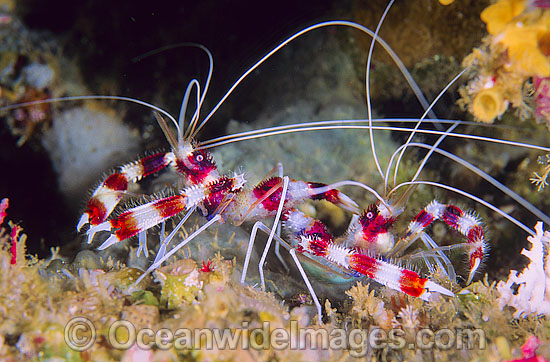 Banded Coral Cleaner Shrimp photo Banded Coral Cleaner Shrimp photo