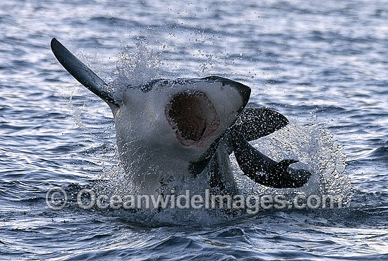 Great White Shark breaching Cape Fur Seal photo Great White Shark breaching Cape Fur Seal photo