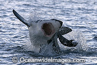 Great White Shark breaching Cape Fur Seal Photo - Chris & Monique Fallows