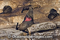 Cape Fur Seal with Shark attack Photo - Chris & Monique Fallows