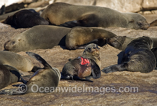 Cape Fur Seal with Shark attack wounds photo Cape Fur Seal with Shark attack wounds photo