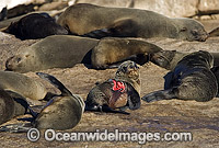 Cape Fur Seal with Shark attack wounds Photo - Chris & Monique Fallows