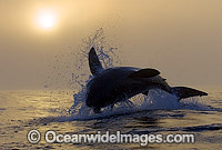 Great White Shark breaching Photo - Chris & Monique Fallows