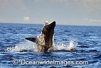 Great White Shark breaching Cape Fur Seal Photo - Chris & Monique Fallows
