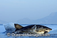 Great White Shark breaching Photo - Chris & Monique Fallows