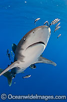Oceanic Whitetip Shark Carcharhinus longimanus Photo - Chris & Monique Fallows