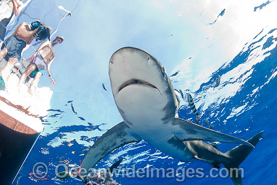 Oceanic Whitetip Shark photo Oceanic Whitetip Shark photo