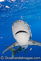 Oceanic Whitetip Shark Photo - Chris & Monique Fallows
