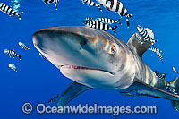 Oceanic Whitetip Shark Photo - Chris & Monique Fallows