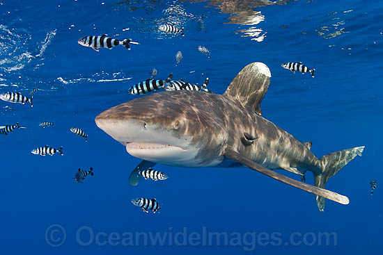 Oceanic Whitetip Shark Carcharhinus longimanus photo Oceanic Whitetip Shark Carcharhinus longimanus photo