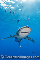 Oceanic Whitetip Shark Photo - Chris & Monique Fallows