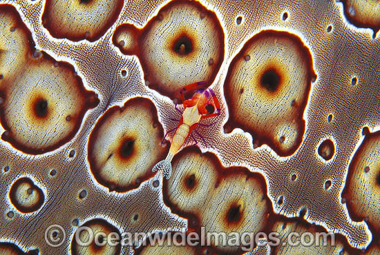 Shrimp on Sea Cucumber photo Shrimp on Sea Cucumber photo