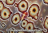 Shrimp on Sea Cucumber Photo - Gary Bell