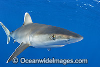 Silvertip Shark Photo - Chris & Monique Fallows