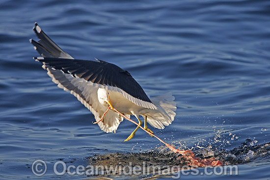 Kelp Gull feeding on Seal entrails photo Kelp Gull feeding on Seal entrails photo
