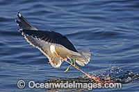 Kelp Gull feeding on Seal entrails Photo - Chris & Monique Fallows