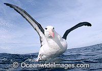 Blackbrowed Albatross Diomedea melanophris Photo - Chris & Monique Fallows