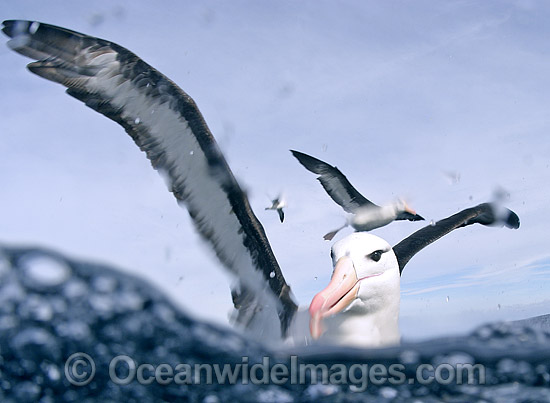 Blackbrowed Albatross Diomedea melanophris photo Blackbrowed Albatross Diomedea melanophris photo