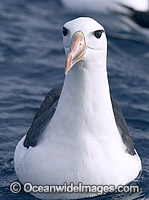 Blackbrowed Albatross Photo - Chris & Monique Fallows
