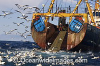 Cape Gannets feeding behind fishing trawler Photo - Chris & Monique Fallows