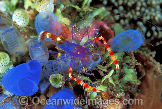 Cleaner Shrimp Stenopus tenuirostris photo Cleaner Shrimp Stenopus tenuirostris photo