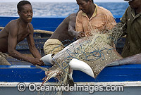 Eagle Ray caught in net Photo - Chris & Monique Fallows