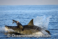 Great White Shark breaching on Seal Photo - Chris & Monique Fallows