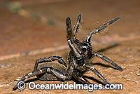 Trapdoor Spider Misgolas sp. Photo - Gary Bell