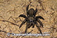 Trapdoor Spider in defence posture Photo - Gary Bell