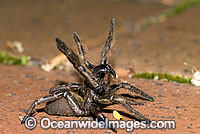 Trapdoor Spider in defence posture Photo - Gary Bell